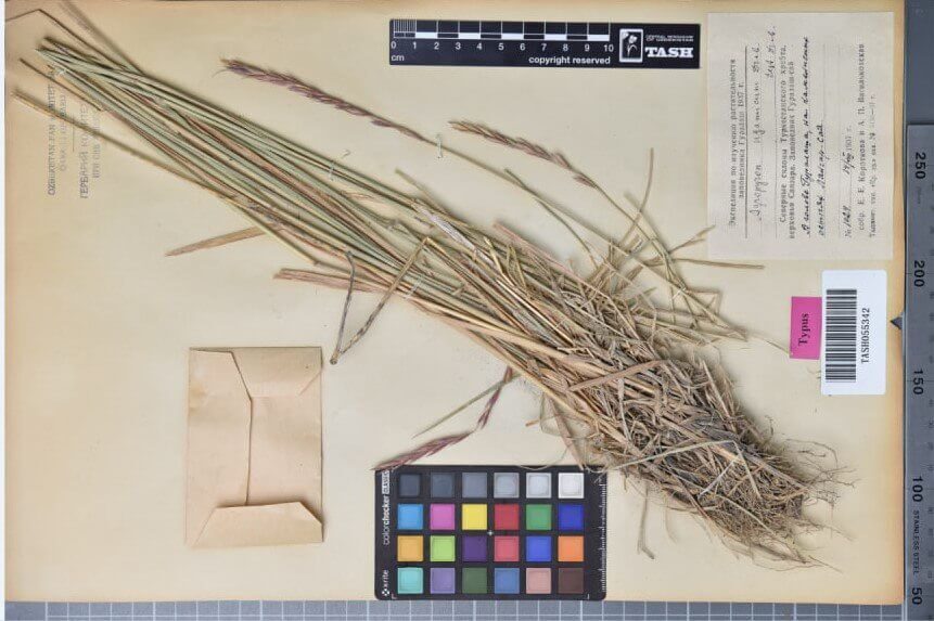 Новый вид растения Elymus uzbekistanicus