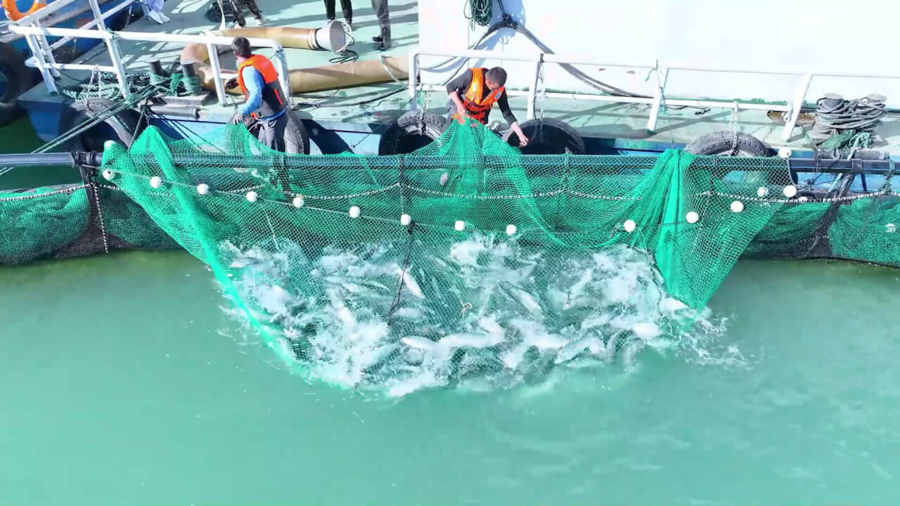 Лососевые прижились в талой воде Тянь-Шаня