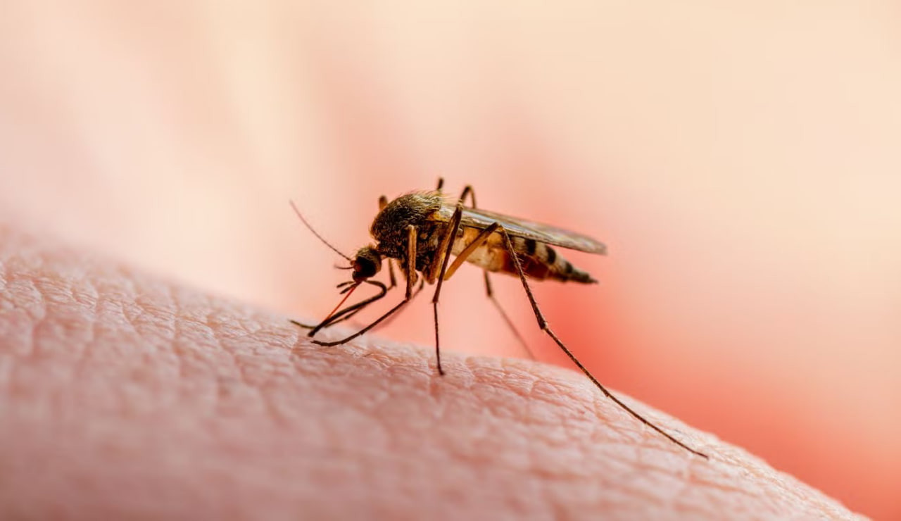 Oʻzbekistonda chikungunya bezgagi tarqalmaydi — Sanepidqoʻmita