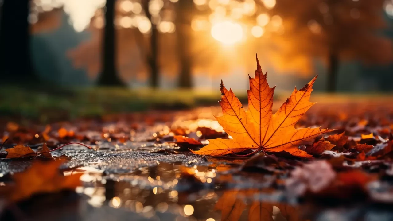 Весна в ноябре