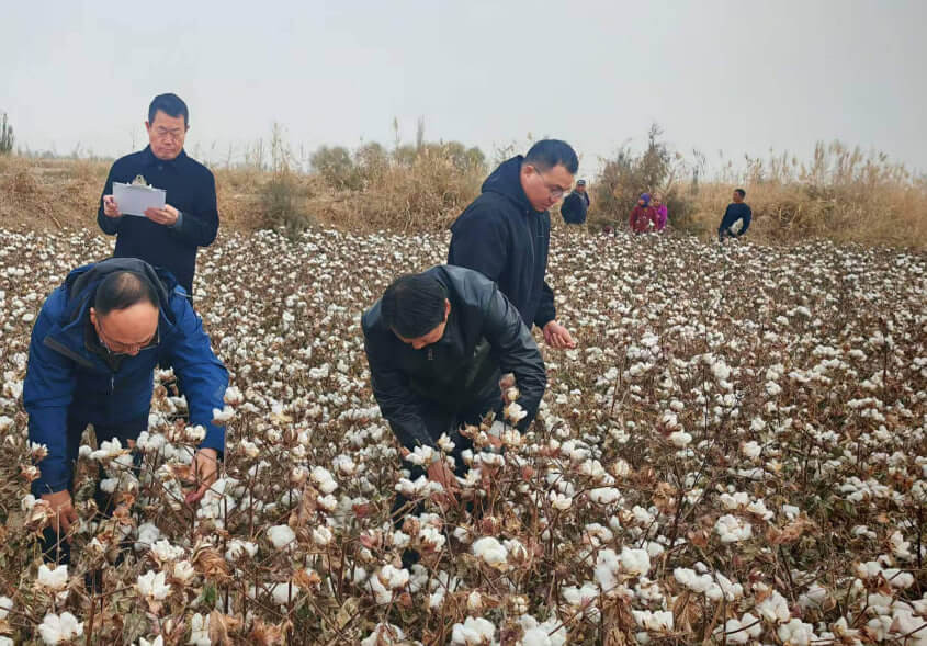 Установлен рекорд урожайности хлопка в засушливых районах