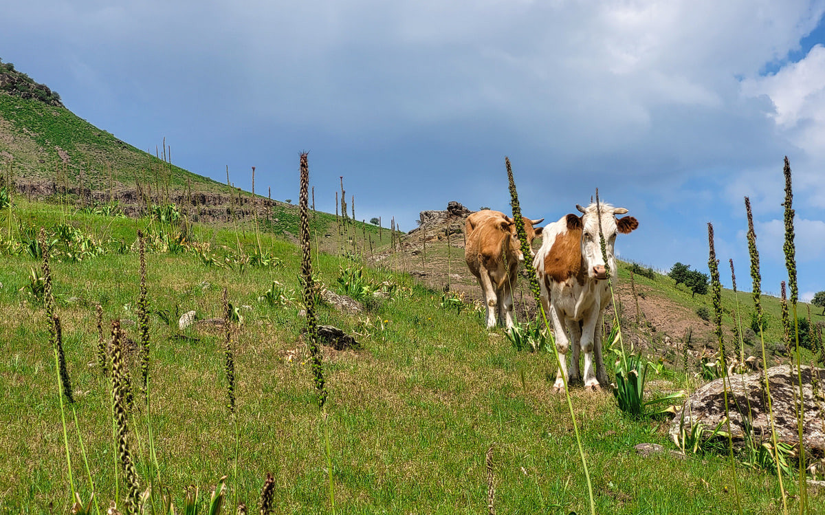 Узбекистан внедрит цифровую систему управления пастбищами