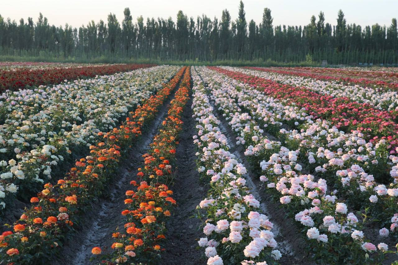 Andijon atirgullari jahon bozori sari yoʻl olmoqda