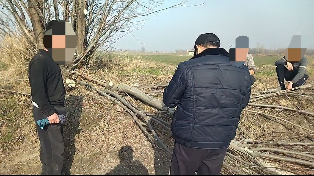 Samarqandda noqonuniy daraxt kesish holati aniqlandi