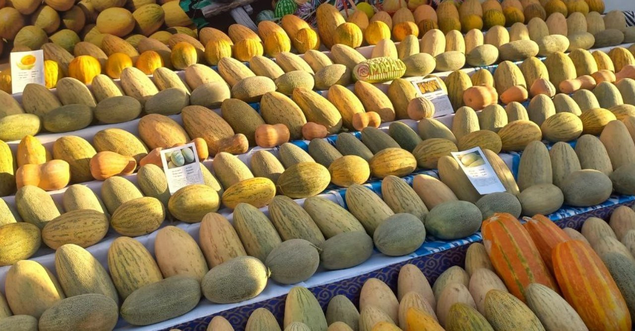 Sirdaryo qovunlari Xitoy bozori uchun sanoat asosida tayyorlanmoqda