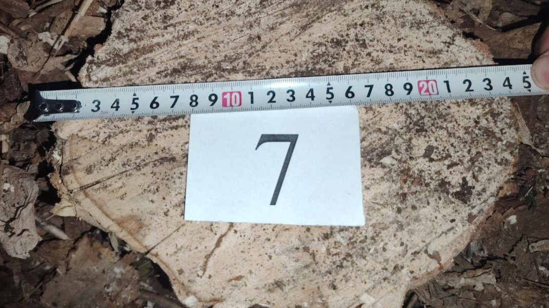 Daraxtlarni noqonuniy kesgan fuqaro 25 million soʻmdan ortiq jarimaga tortildi