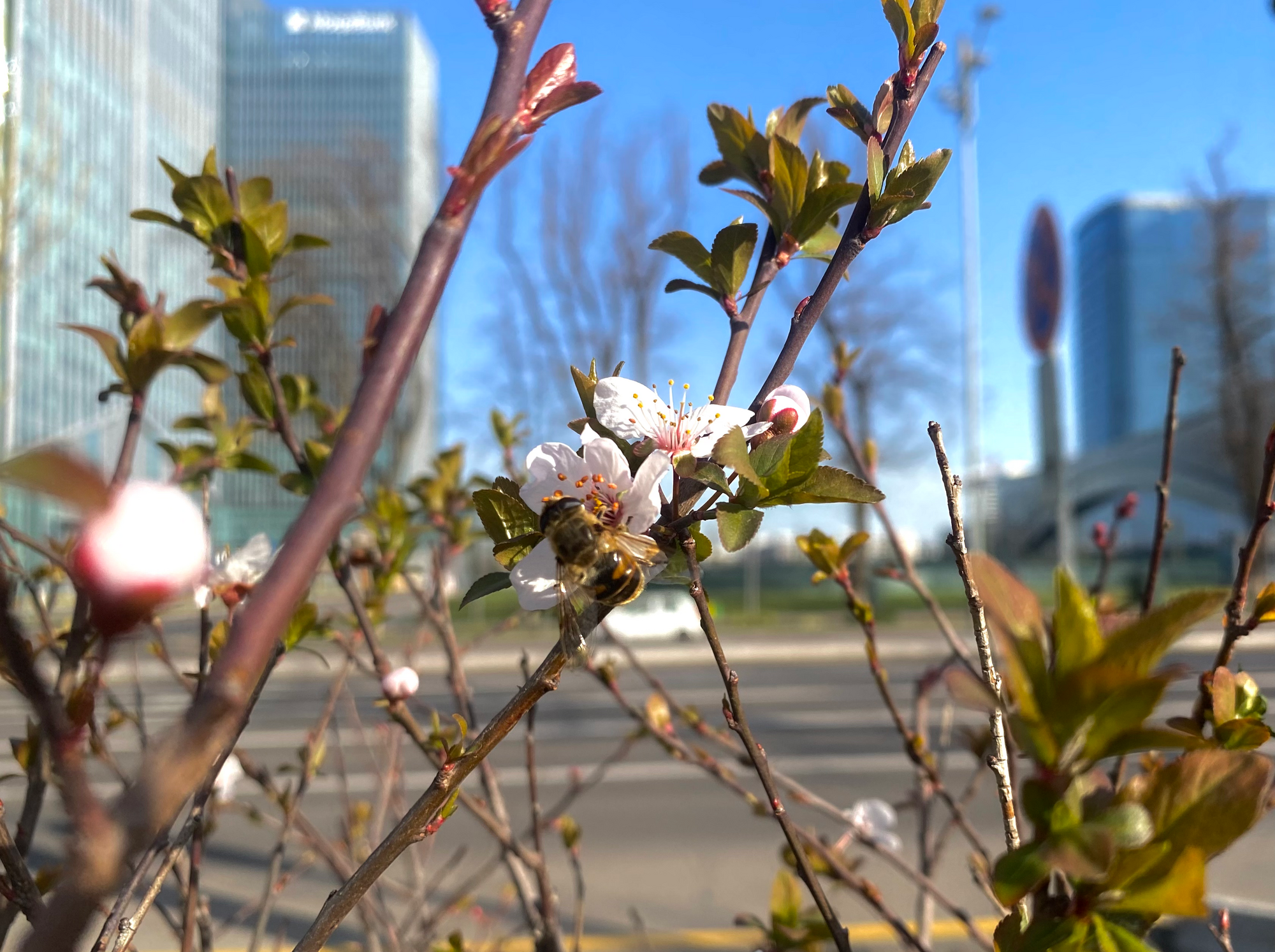 23-fevral uchun ob-havo prognozi eʼlon qilindi