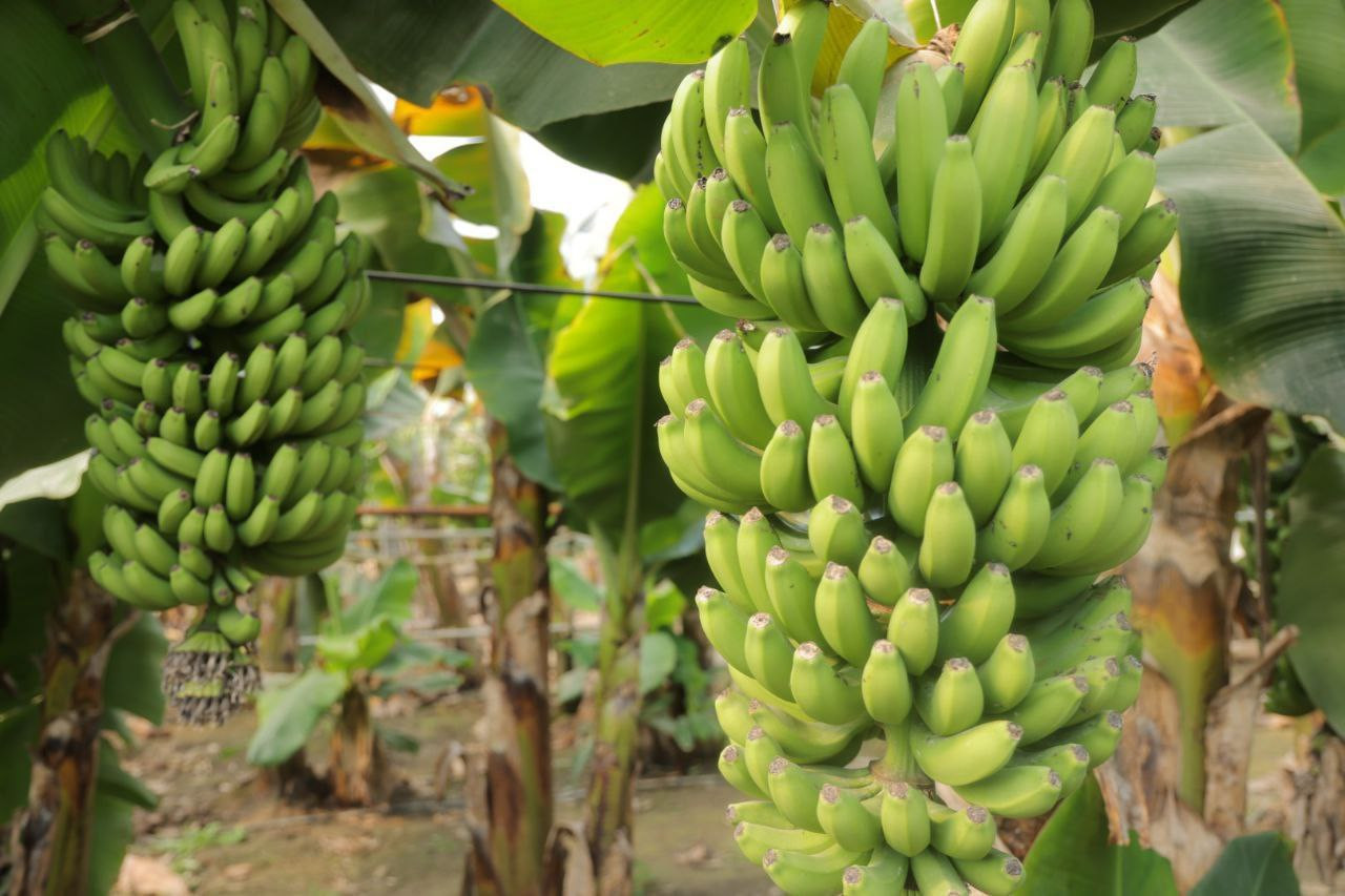 Samarqanddagi issiqxonada yetishtirilayotgan bananning “Qirollik” navini eksport qilish rejalashtirilgan