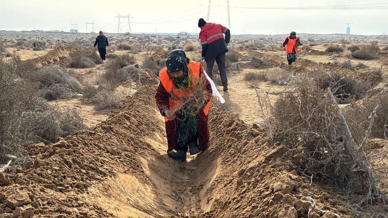 Surxondaryo viloyatida qum boʻronlariga qarshi saksovulzorlar barpo etilmoqda