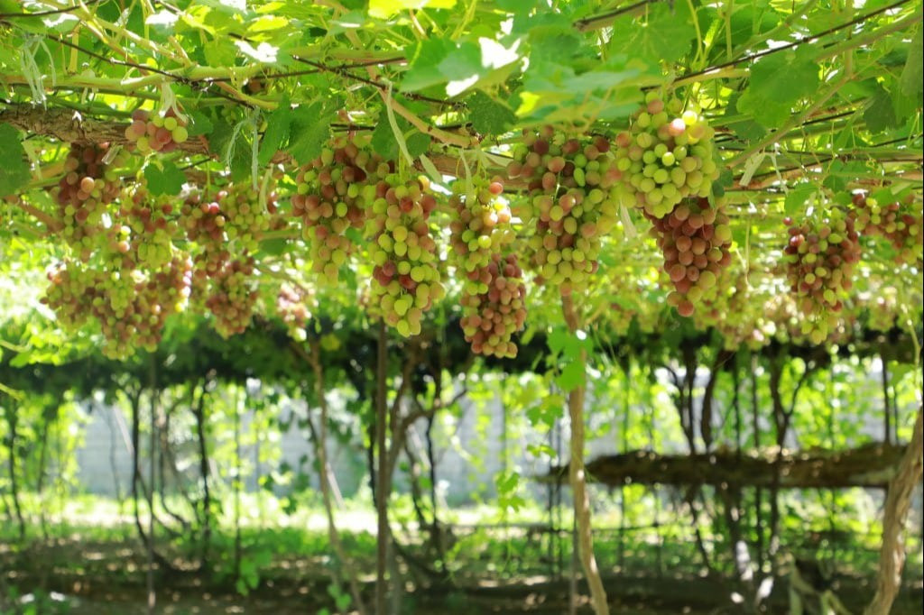 Oʻtgan yilda Oʻzbekistonda qariyb 2 mln tonna uzum yetishtirildi