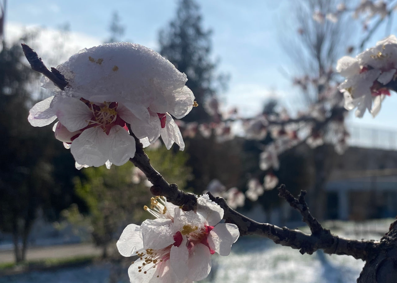 12-mart kuni necha daraja sovuq boʻlishi aytildi