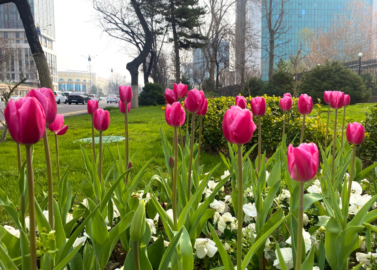 16-mart kuni harorat 20 darajagacha koʻtariladi