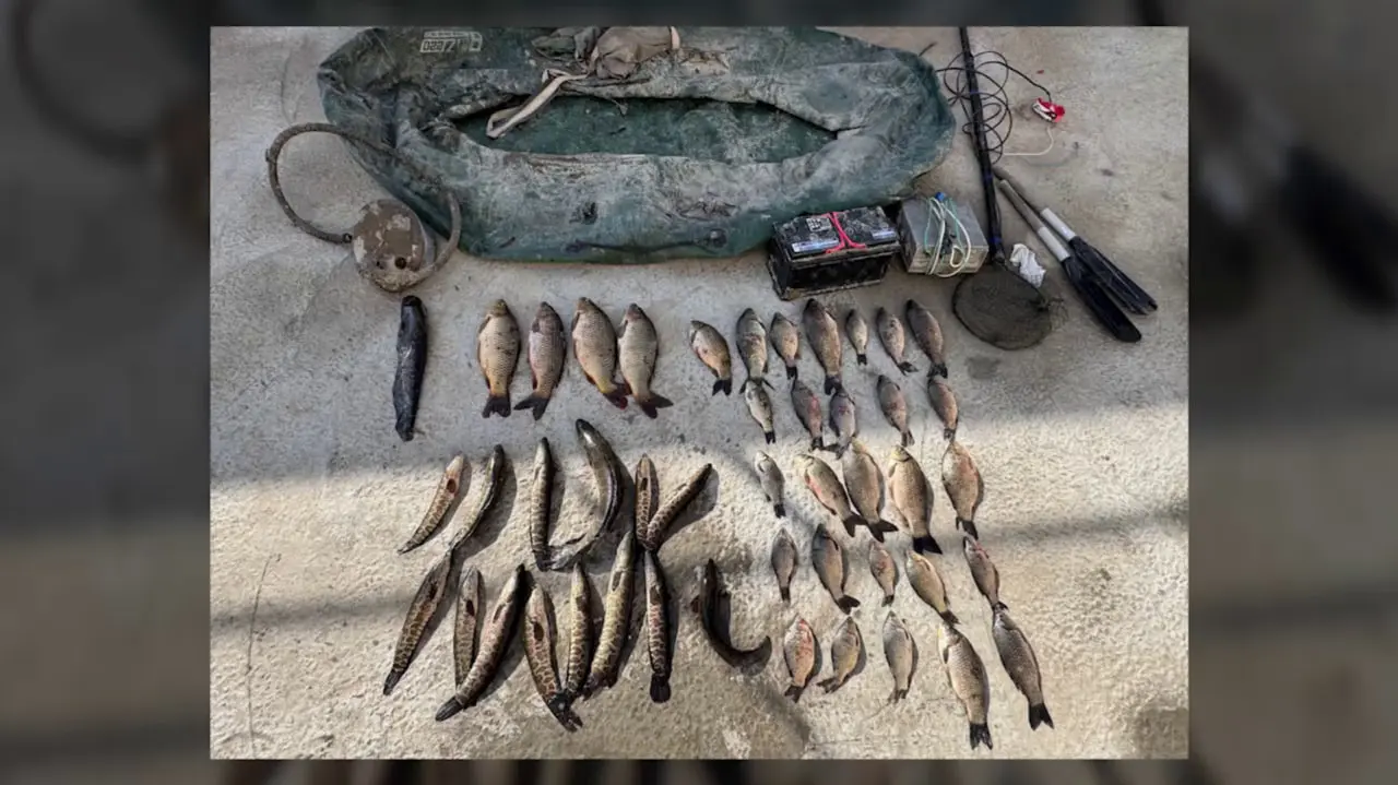 Sirdaryoda noqonuniy baliq ovlandi: tabiatga 500 mln soʻmdan ortiq zarar yetkazildi