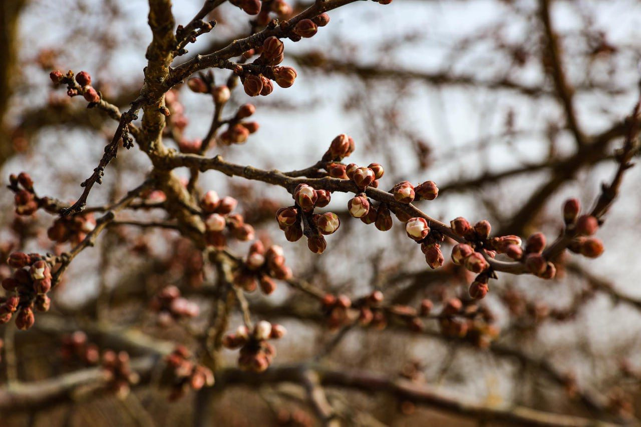 В Синьцзяне пройдет фестиваль цветения абрикосов