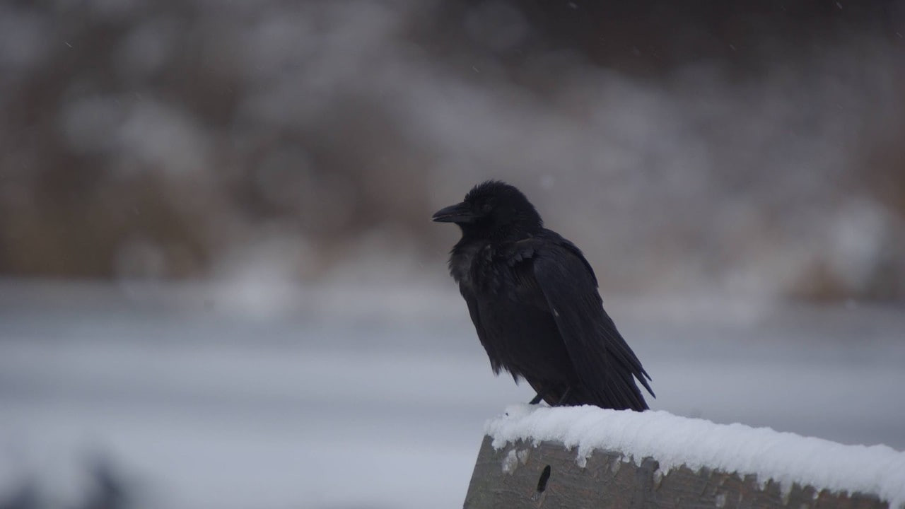 Oʻzbekistonga sovuq antitsiklon kirib kelmoqda — “Oʻzgidromet”
