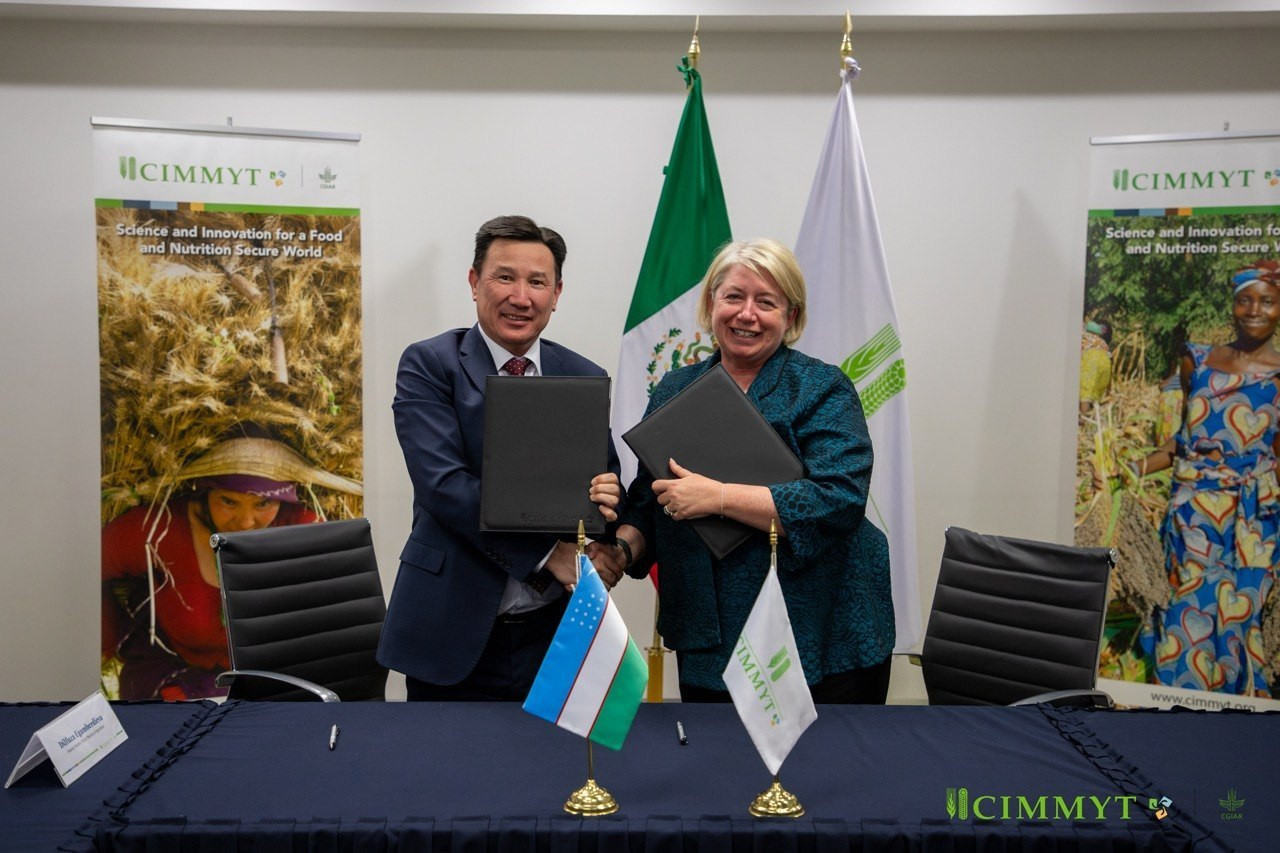 O'zbekistonda CIMMYT xalqaro markazi ofisi ochiladi