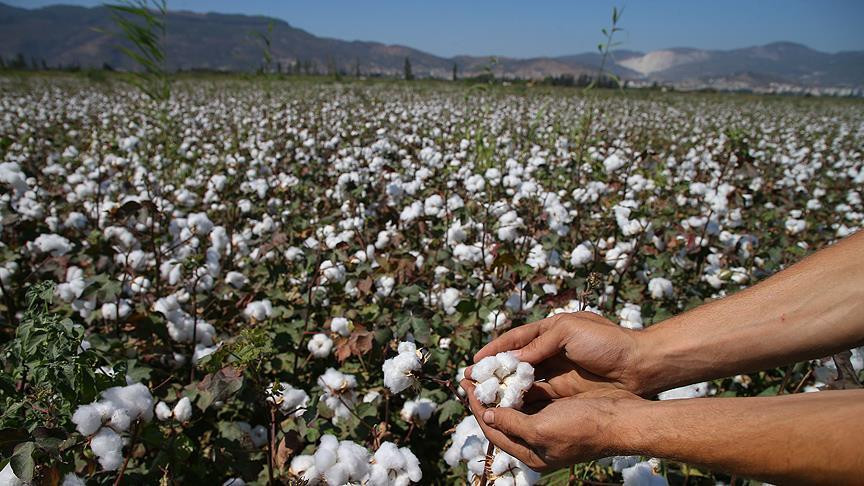 Мировой рынок хлопка: кто задает правила игры