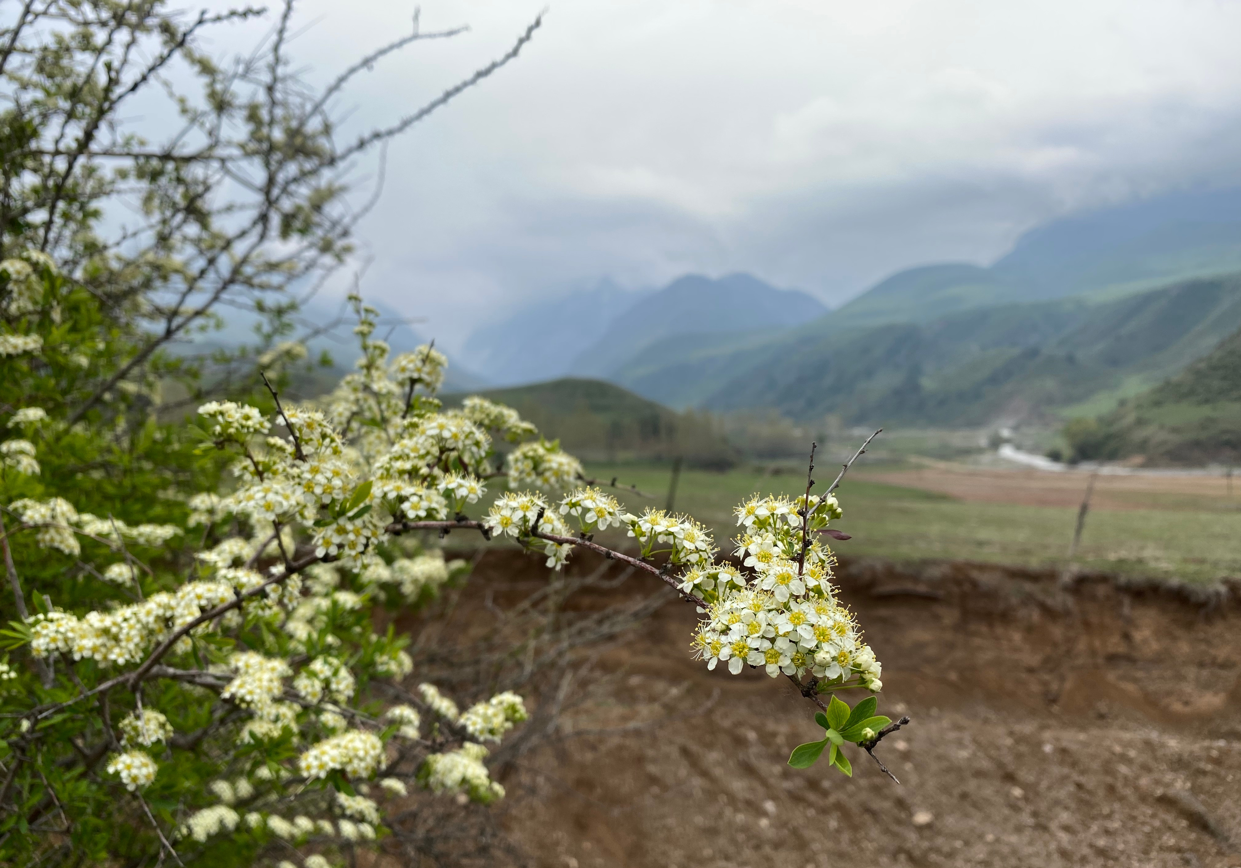 22-aprel kuni qator hududlarda yomgʻir yogʻadi
