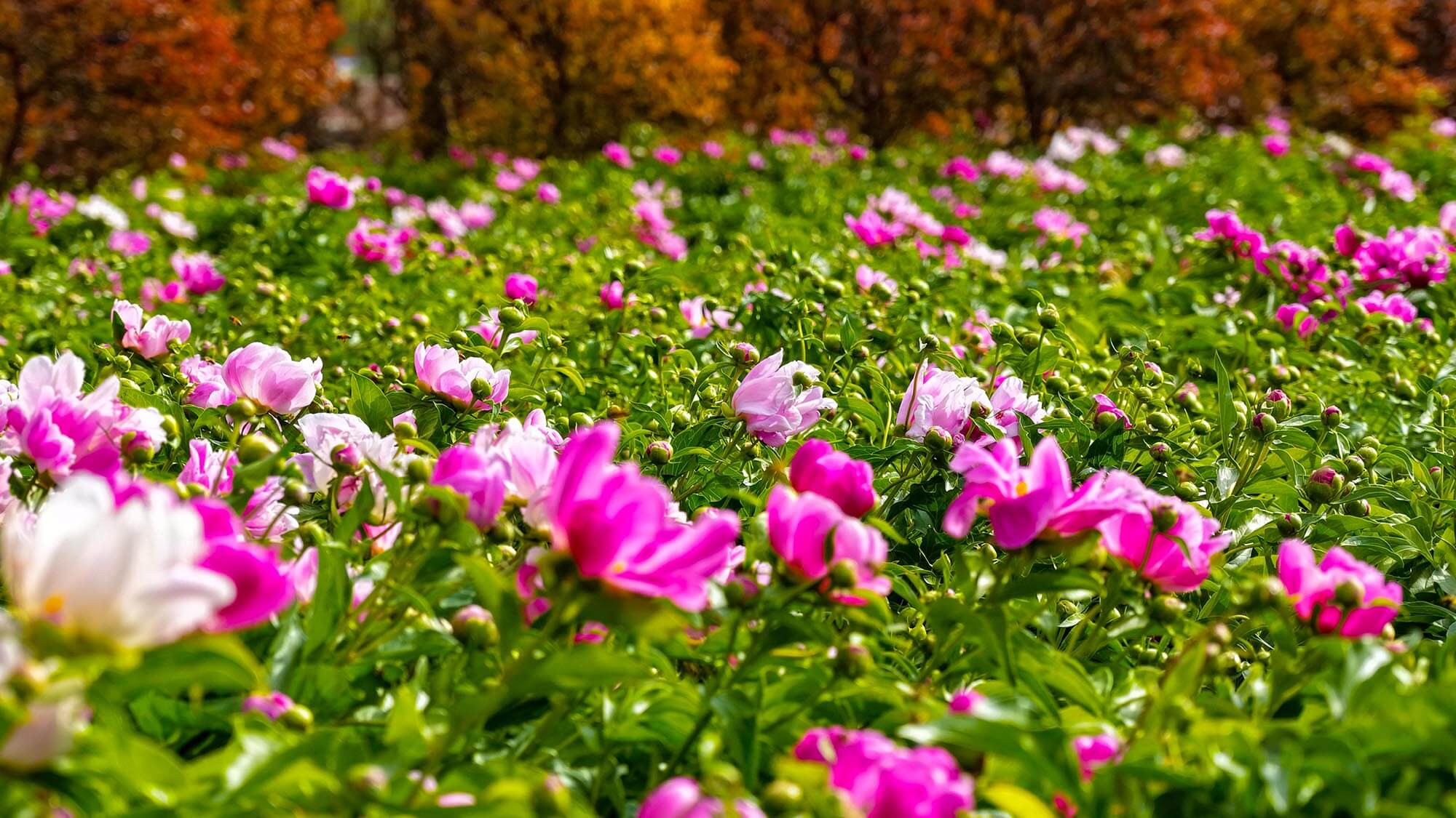 Сезон пионов