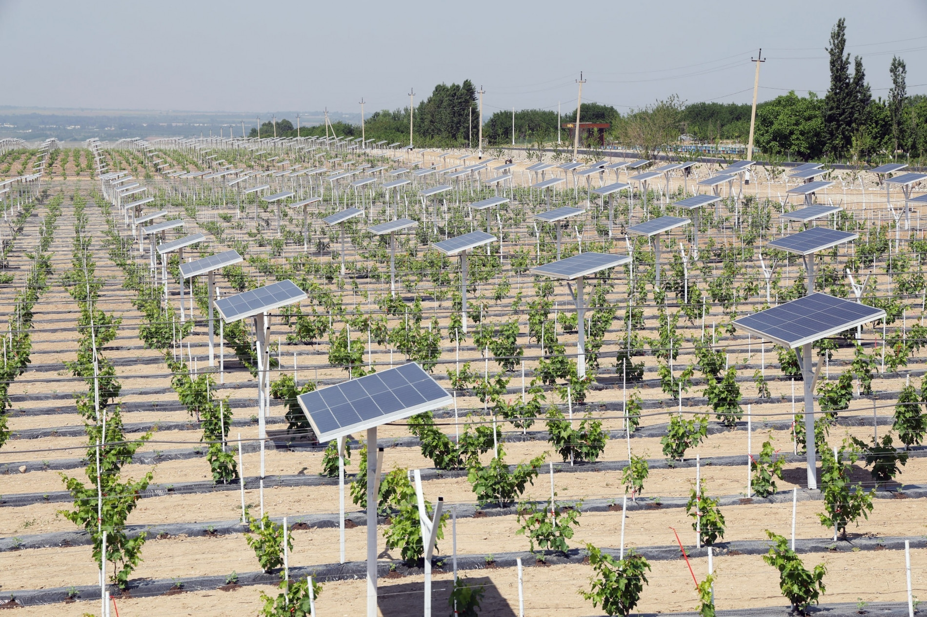 В Ферганской области внедряют агровольтаику