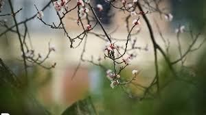 Oʻzbekistonda hafta davomida biroz salqin harorat kuzatiladi