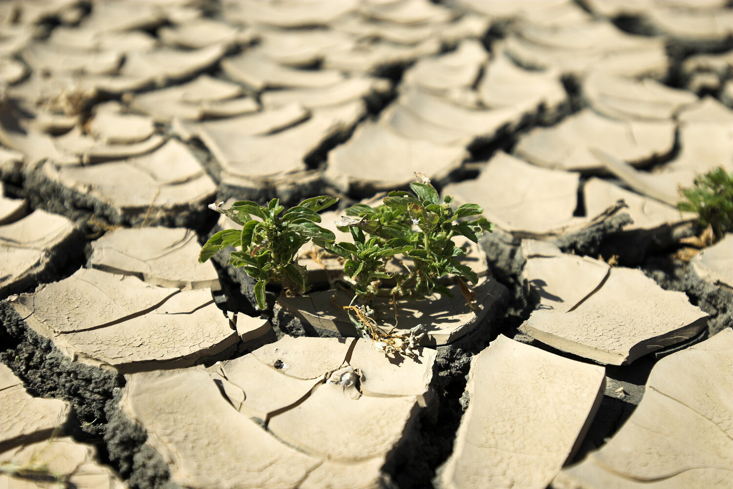 Global isishning kutilmagan yangi xavf maʼlum boʻldi