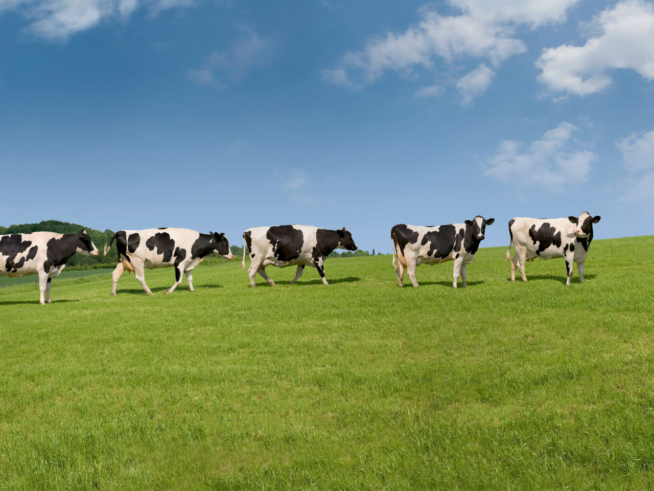 В Узбекистане усиливают санитарный контроль в животноводстве из-за риска ящура