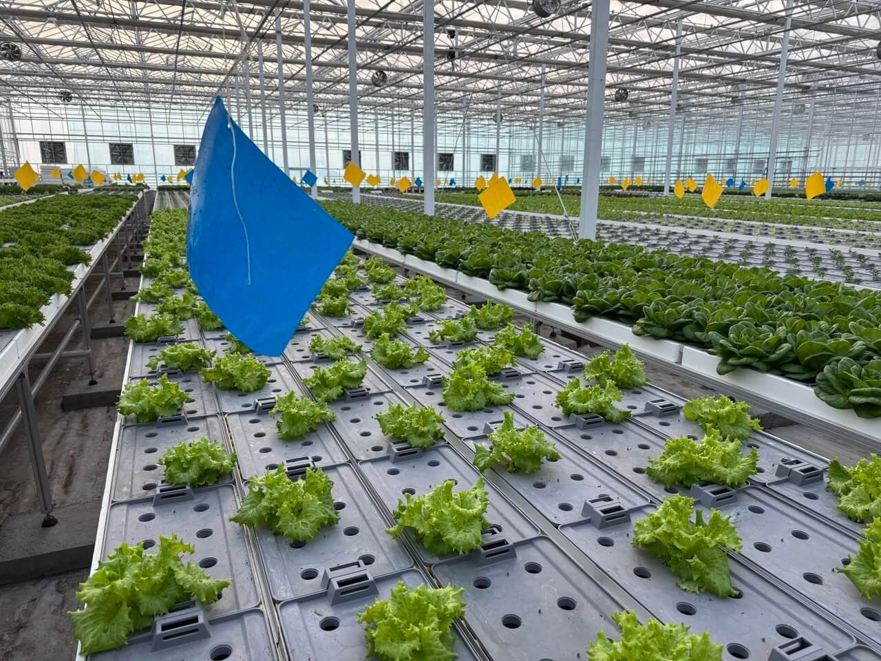 Xitoyda zamonaviy agrotexnologiyalar namoyish etilmoqda