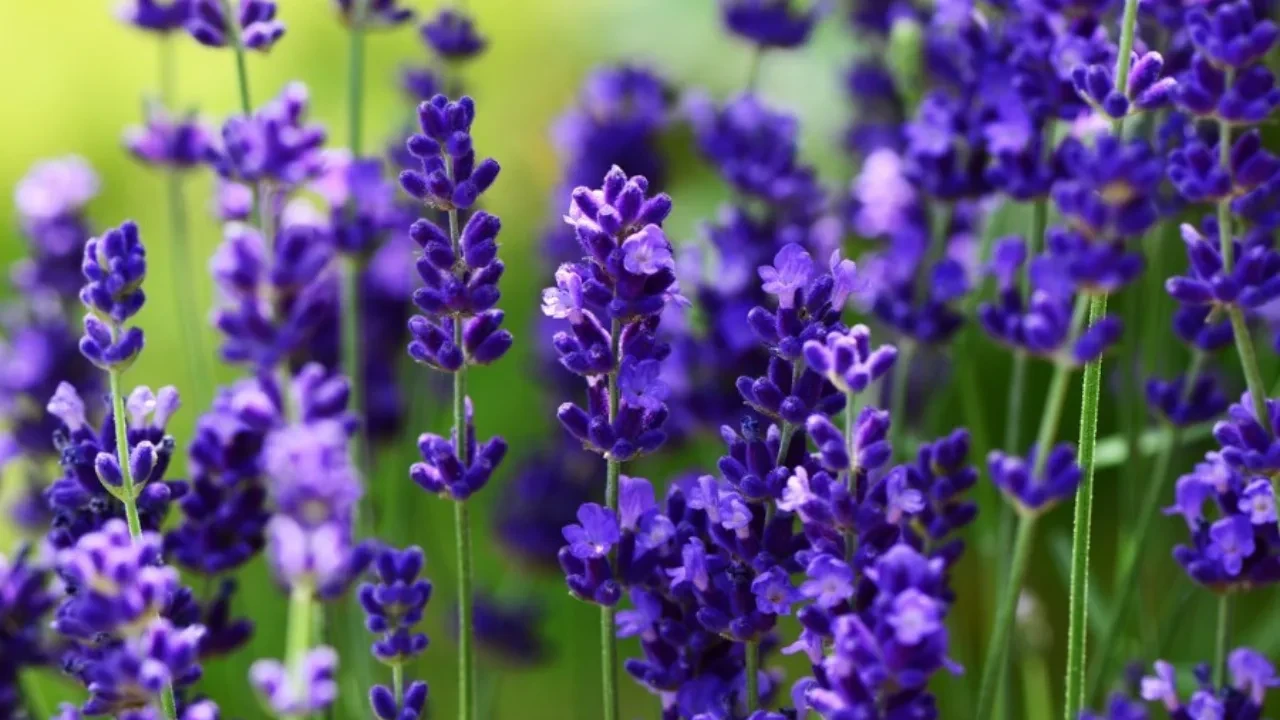 O‘zbekistondagi lavanda dalalari sayyohlarni o‘ziga tortmoqda