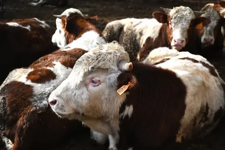 Ninsya ilk bor O‘zbekistonga simmental qoramollarini eksport qildi
