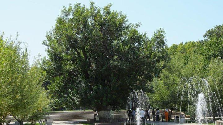 350-летняя шелковица в центре Ташкента получила статус памятника природы